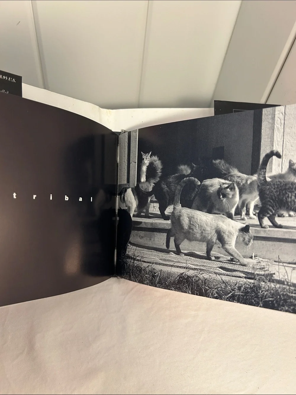 90s cat book What Cats Are cat photography book 1990s black and white art photos